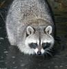 Raccoon (Procyon lotor)001