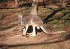 Red Kangaroo