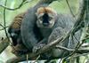 Red-fronted Brown Lemur (Eulemur fulvus rufus)1024x732