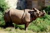 Rhinoceros unicornis (Indian rhinoceros)002