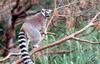 Ring Tailed Lemur (Lemur catta)0002