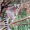 Ring Tailed Lemur (Lemur catta)0003