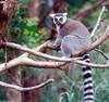 Ring Tailed Lemur (Lemur catta)0004