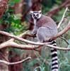 Ring Tailed Lemur (Lemur catta)0008