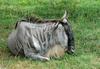 Wildebeest (Connochaetes taurinus)