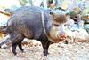 collared peccary 2