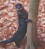 otter 2