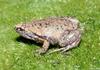 Eastern narrowmouth toad