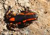 Fire Walking Frog or Red-banded Rubber Frog (Phrynomantis bifasciatus)052
