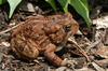 Fowler's Toad (Bufo fowleri)2