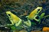 Golden Poison Frog  (Phyllobates terribilis) sm