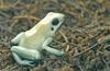 Golden Poison Frog (Phyllobates terribilis)