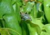 Gray Treefrog (Hyla versicolor)200