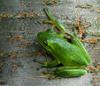 Green Treefrog (Hyla cinerea)001sm