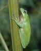 Green Treefrog (Hyla cinerea)007