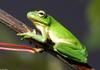 Green Treefrog (Hyla cinerea)044