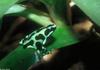 Green and Black Poison Arrow Frog (Dendrobates auratus)001