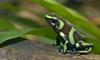 Green and Black Poison Dart Frog (Dendrobates auratus)002