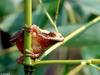 Northern Spring Peeper (Pseudacris crucifer crucifer)1303