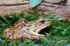 Southern Leopard Frog (Rana  utricularia)1309