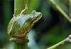 Squirrel Treefrog (Hyla squirella)005