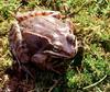 Wood Frog (Rana sylvatica)034