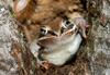 Wood Frog (Rana sylvatica)806