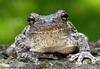 gray treefrog1 1024x768