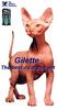 Gilette, the best a cat can get!