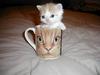 Kitten Cup