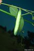 Waved Sphinx (Ceratomia undulosa) larva