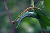 Virginia Creeper Sphinx (Darapsa myron) larva