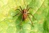 Spider (Species Unidentified)