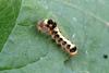 Caterpillar (Species Unidentified)