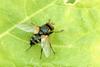 Fly (Species Unidentified)