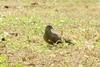 Oriental Turtle Dove (Streptopelia orientalis)