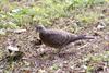 Oriental Turtle Dove (Streptopelia orientalis)