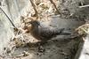 Oriental Turtle Dove (Streptopelia orientalis)