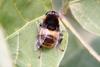 Large Hoverfly (species unidentified)