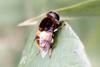 Large Hoverfly (species unidentified)