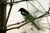 Black-billed Magpie (Pica pica)