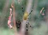 Nephila clavata (Golden Orb-web Spider)