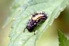 Lady beetle's larva