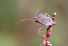 Cletus punctiger (Squash bug)