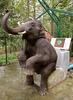 Elephant Toilet