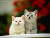 Cute Kittens