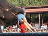 Playing with Thai Elephant