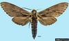 Larch Hawkmoth (Sphinx morio)