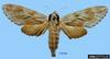 Larch Hawkmoth (Sphinx morio)