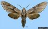 Larch Hawkmoth (Sphinx morio)